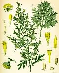 Wormwood, Artemisia Absinthium