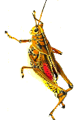 Grasshopper