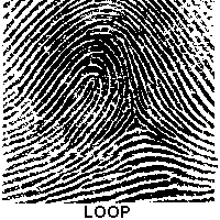 Loop