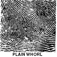 Plain Whorl