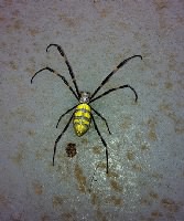 Juro Spider