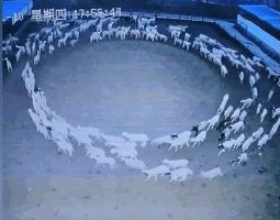 Sheep