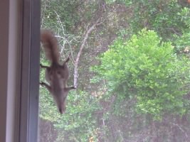 Squirrel