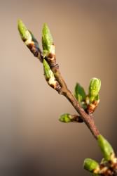 buds