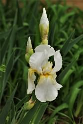 iris buds