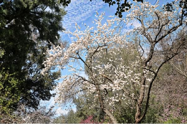 Pear Blossom