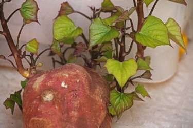 potato_sprouts