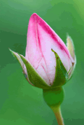 rose bud