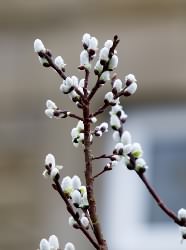 spring_buds