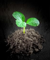sprout