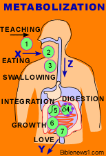 Metabolization