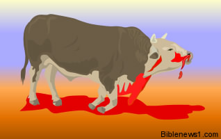 Bull