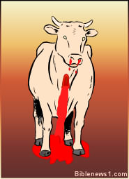 Bull