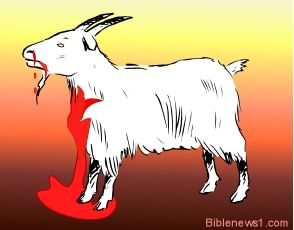 Goat